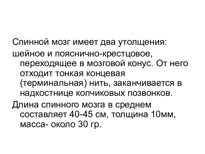 Спинной мозг имеет два утолщения: шейное и пояснично-крестцовое, переходящее в