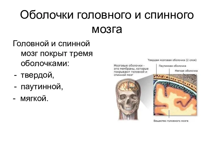 Оболочки головного и спинного мозга Головной и спинной мозг покрыт тремя оболочками: твердой, паутинной, - мягкой.