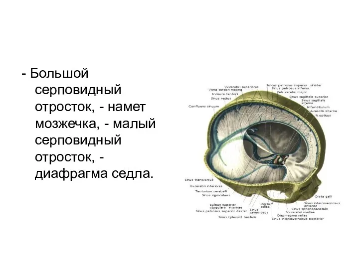 - Большой серповидный отросток, - намет мозжечка, - малый серповидный отросток, - диафрагма седла.