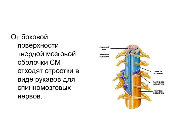 От боковой поверхности твердой мозговой оболочки СМ отходят отростки в виде рукавов для спинномозговых нервов.
