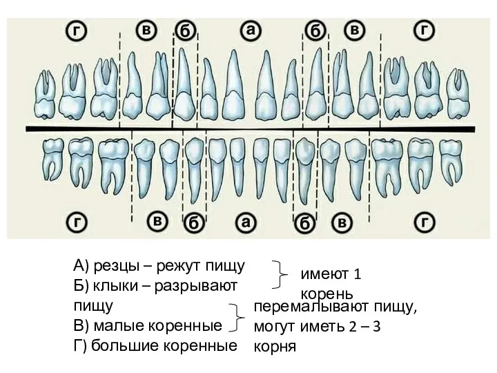 А) резцы – режут пищу Б) клыки – разрывают пищу