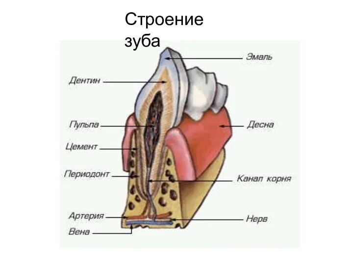 Строение зуба