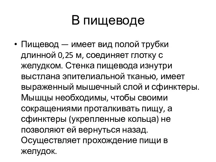 В пищеводе Пищевод — имеет вид полой трубки длинной 0,25