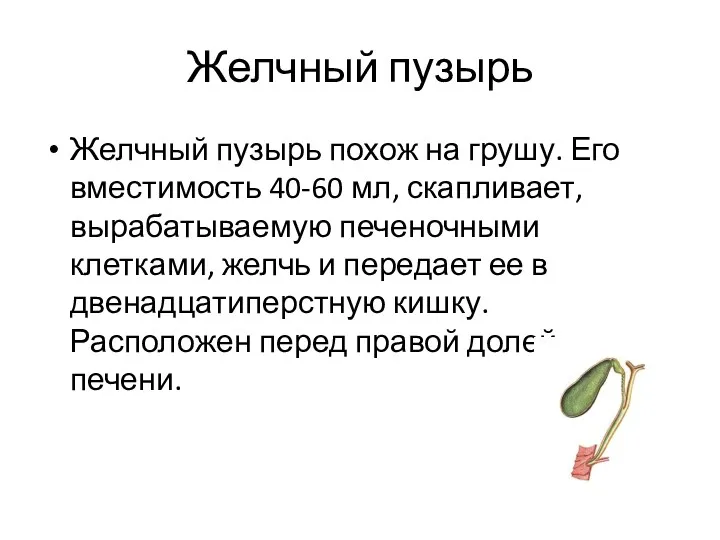 Желчный пузырь Желчный пузырь похож на грушу. Его вместимость 40-60