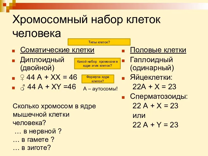 Хромосомный набор клеток человека Соматические клетки Диплоидный (двойной) ♀ 44