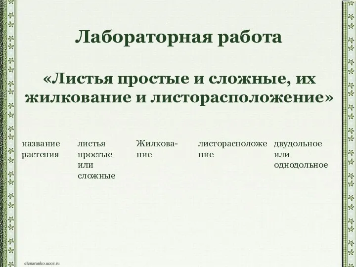 Лабораторная работа «Листья простые и сложные, их жилкование и листорасположение»