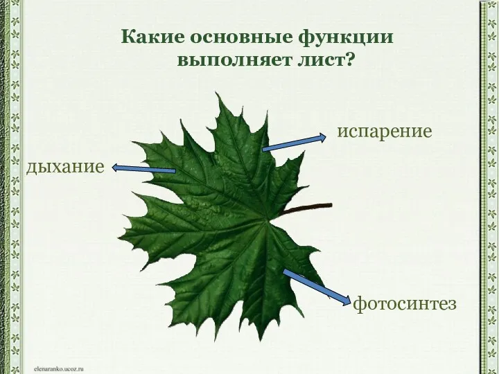 Какие основные функции выполняет лист? испарение фотосинтез дыхание