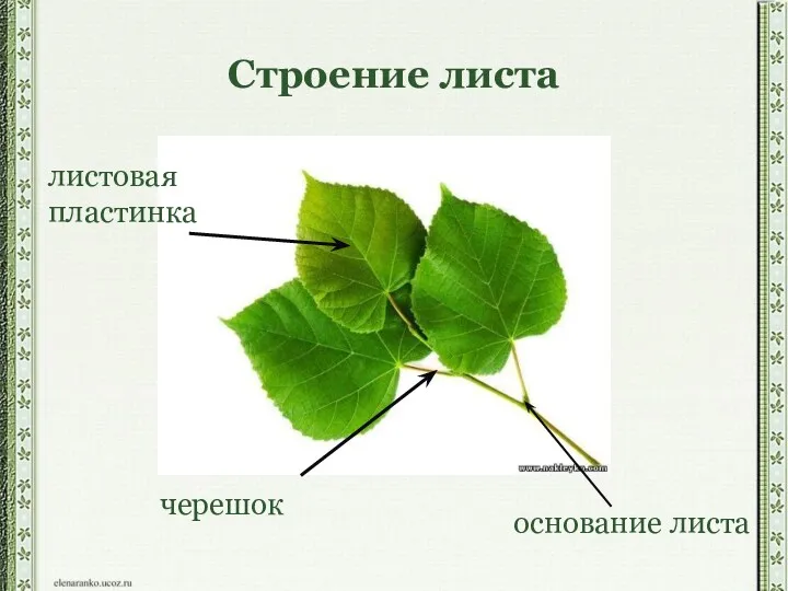 Строение листа листовая пластинка черешок основание листа