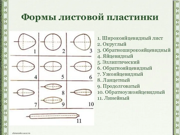 Формы листовой пластинки 1. Широкояйцевидный лист 2. Округлый 3. Обратноширокояйцевидный