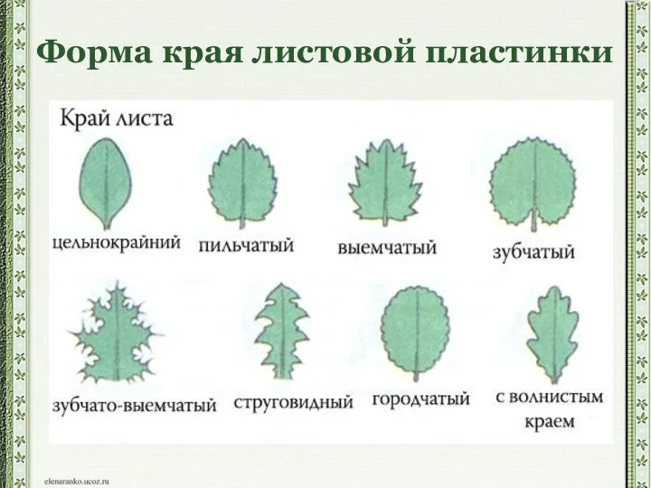 Форма края листовой пластинки