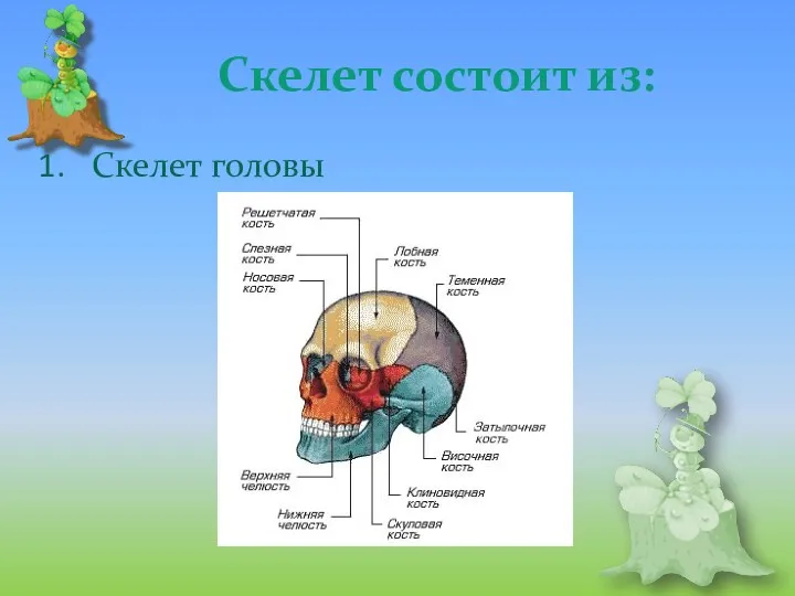 Скелет состоит из: Скелет головы