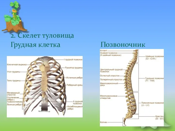 2. Скелет туловища Грудная клетка Позвоночник