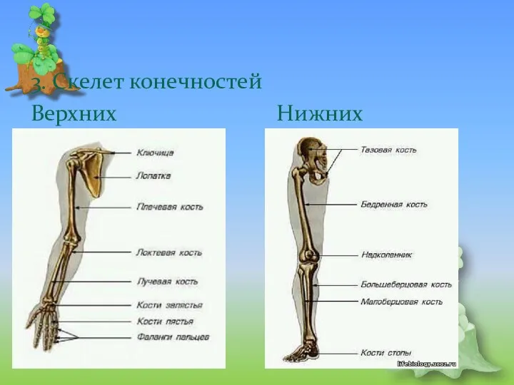 3. Скелет конечностей Верхних Нижних