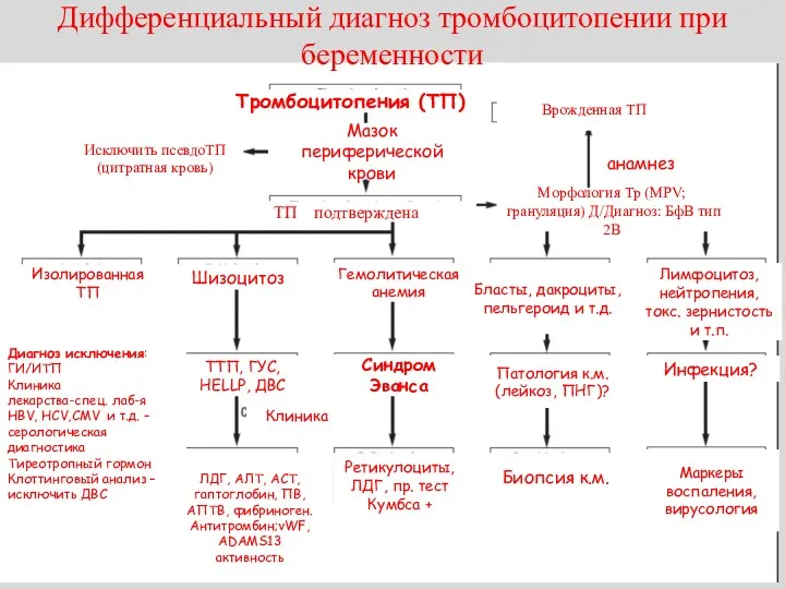 Дифференциальный диагноз тромбоцитопении при беременности Тромбоцитопения (ТП) Мазок периферической крови