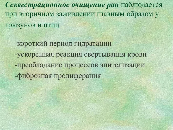 Секвестрационное очищение ран наблюдается при вторичном заживлении главным образом у