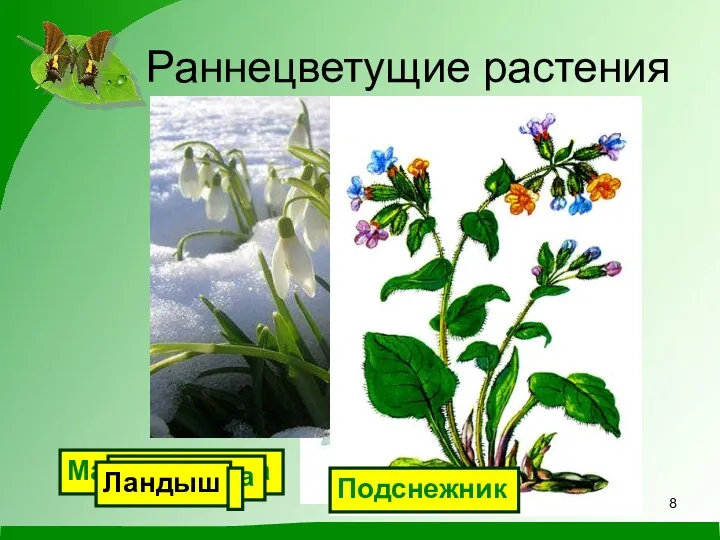 Раннецветущие растения Мать-и-мачеха Подснежник Медуница Ландыш