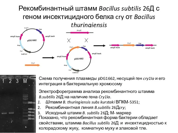 Рекомбинантный штамм Bacillus subtilis 26Д с геном инсектицидного белка cry от Bacillus thuringiensis