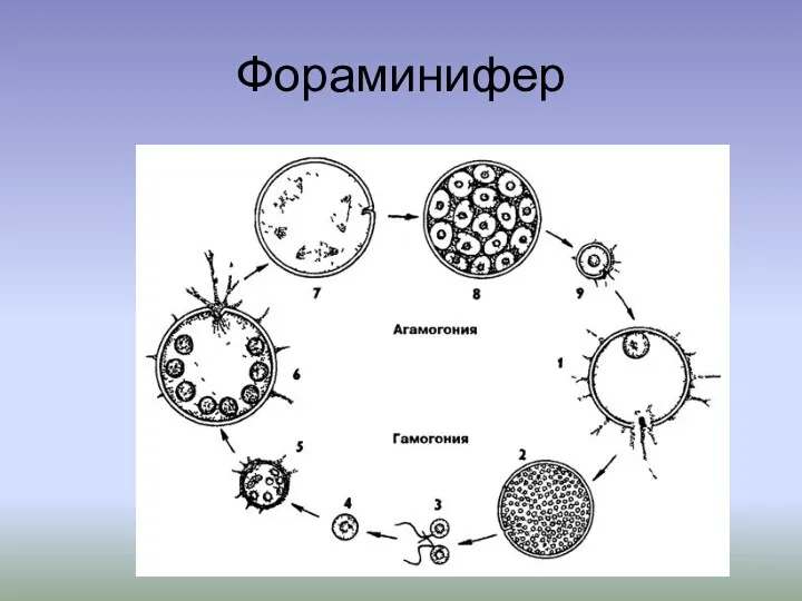 Фораминифер