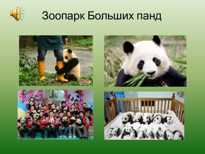 Зоопарк Больших панд