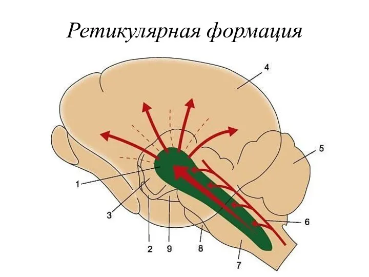 Ретикулярная формация