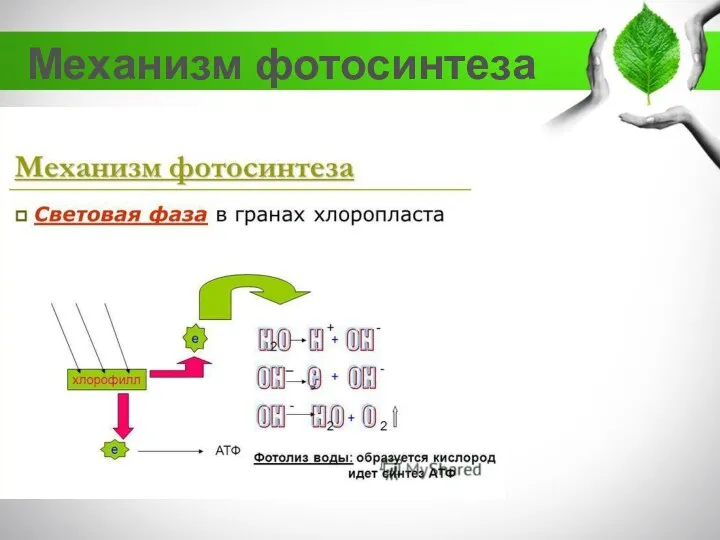 Механизм фотосинтеза