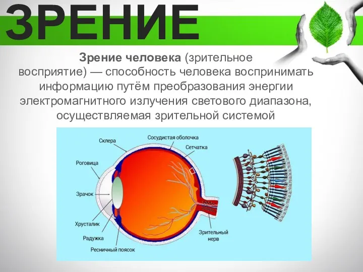 ЗРЕНИЕ Зрение человека (зрительное восприятие) — способность человека воспринимать информацию