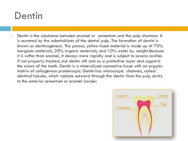 Dentin Dentin is the substance between enamel or cementum and