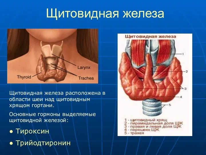 Щитовидная железа Щитовидная железа расположена в области шеи над щитовидным