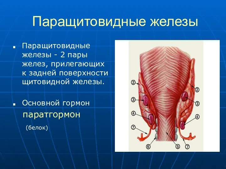 Паращитовидные железы Паращитовидные железы - 2 пары желез, прилегающих к