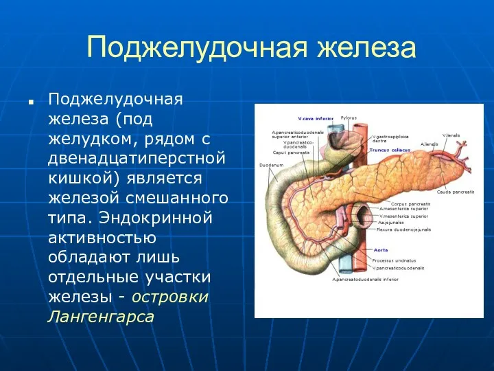 Поджелудочная железа Поджелудочная железа (под желудком, рядом с двенадцатиперстной кишкой)