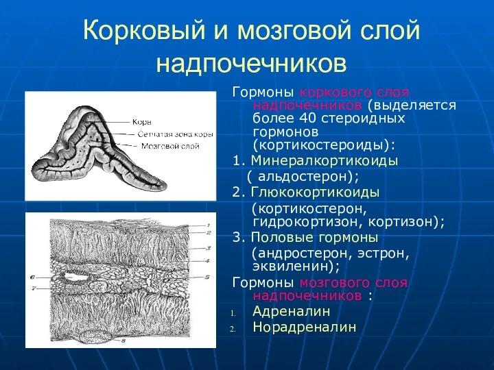 Корковый и мозговой слой надпочечников Гормоны коркового слоя надпочечников (выделяется