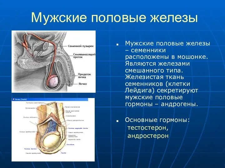 Мужские половые железы Мужские половые железы – семенники расположены в