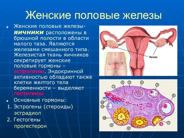 Женские половые железы Женские половые железы- яичники расположены в брюшной