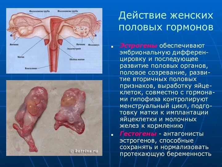 Эстрогены обеспечивают эмбриональную дифферен-цировку и последующее развитие половых органов, половое