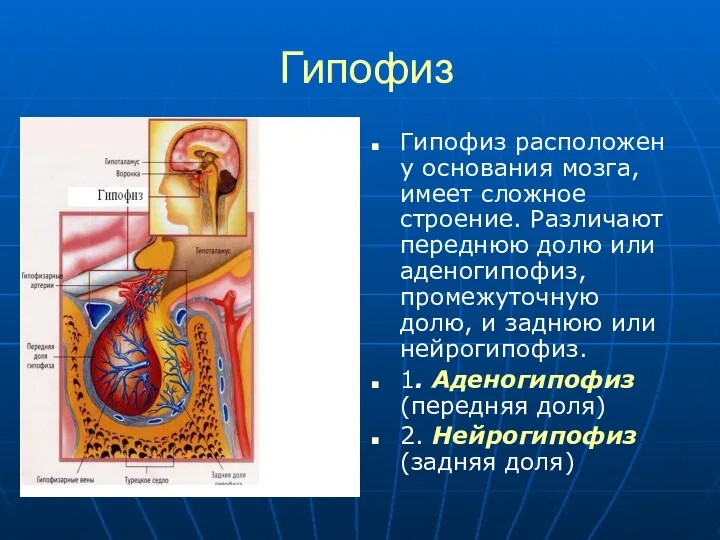 Гипофиз Гипофиз расположен у основания мозга, имеет сложное строение. Различают