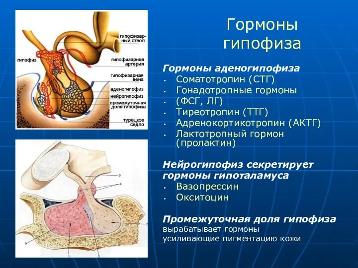 Гормоны аденогипофиза Соматотропин (СТГ) Гонадотропные гормоны (ФСГ, ЛГ) Тиреотропин (ТТГ)