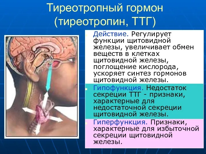 Тиреотропный гормон (тиреотропин, ТТГ) Действие. Регулирует функции щитовидной железы, увеличивает