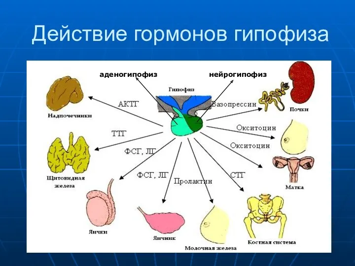 Действие гормонов гипофиза аденогипофиз нейрогипофиз