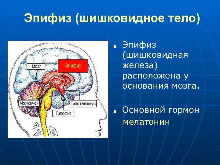 Эпифиз (шишковидное тело) Эпифиз (шишковидная железа) расположена у основания мозга. Основной гормон мелатонин