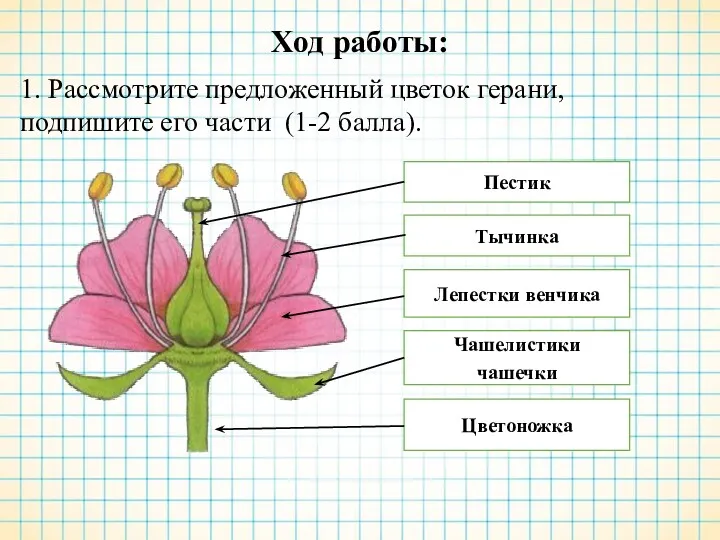 Ход работы: 1. Рассмотрите предложенный цветок герани, подпишите его части