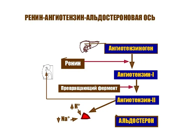 РЕНИН-АНГИОТЕНЗИН-АЛЬДОСТЕРОНОВАЯ ОСЬ Ангиотензиноген Ренин Ангиотензин-I Превращающий фермент Ангиотензин-II АЛЬДОСТЕРОН К+ Na+