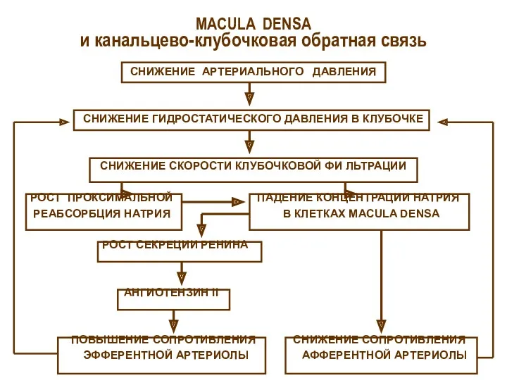 MACULA DENSA и канальцево-клубочковая обратная связь СНИЖЕНИЕ АРТЕРИАЛЬНОГО ДАВЛЕНИЯ СНИЖЕНИЕ