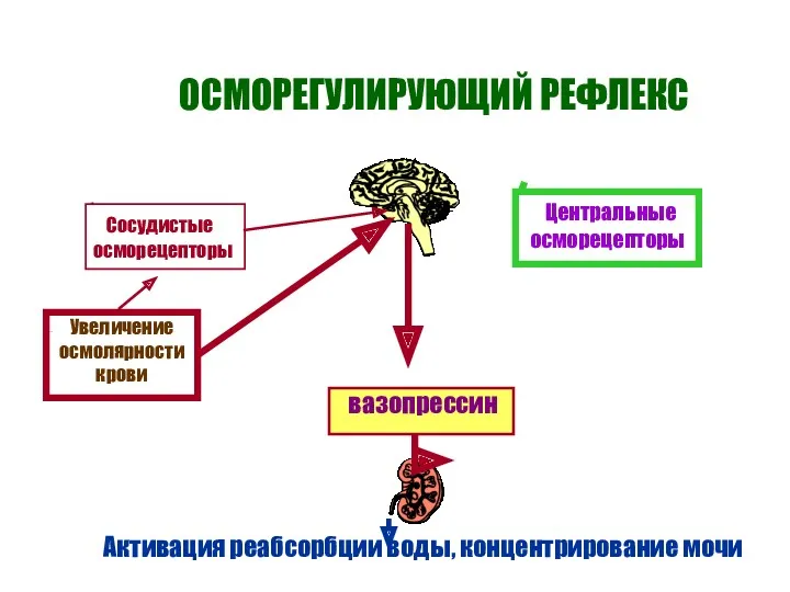 ОСМОРЕГУЛИРУЮЩИЙ РЕФЛЕКС вазопрессин Активация реабсорбции воды, концентрирование мочи Увеличение осмолярности крови Сосудистые осморецепторы Центральные осморецепторы