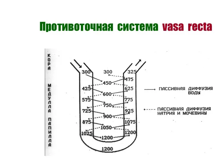 Противоточная система vasa recta