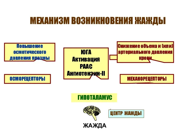 МЕХАНИЗМ ВОЗНИКНОВЕНИЯ ЖАЖДЫ Повышение осмотического давления плазмы Снижение объема и