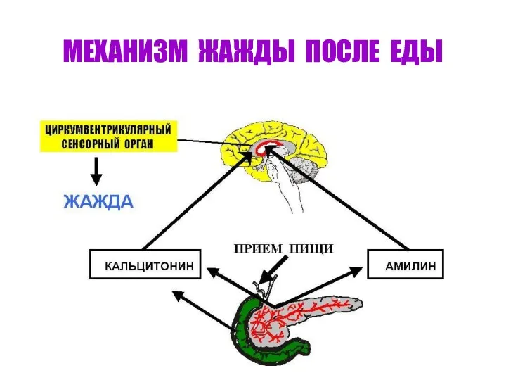 МЕХАНИЗМ ЖАЖДЫ ПОСЛЕ ЕДЫ