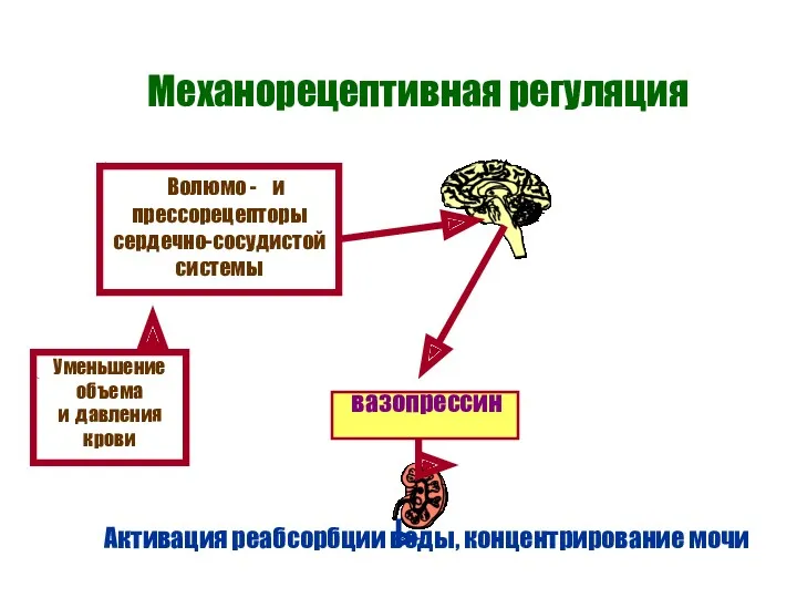 Механорецептивная регуляция вазопрессин Активация реабсорбции воды, концентрирование мочи Уменьшение объема