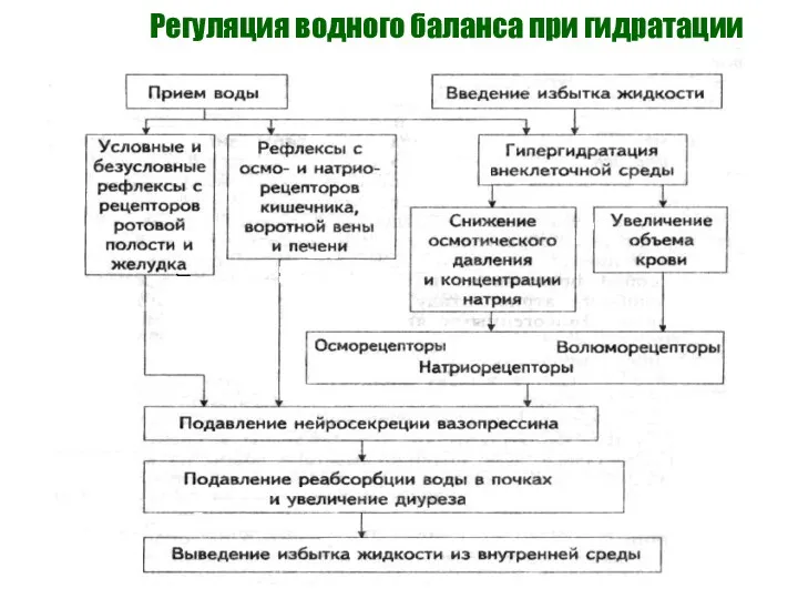 Регуляция водного баланса при гидратации