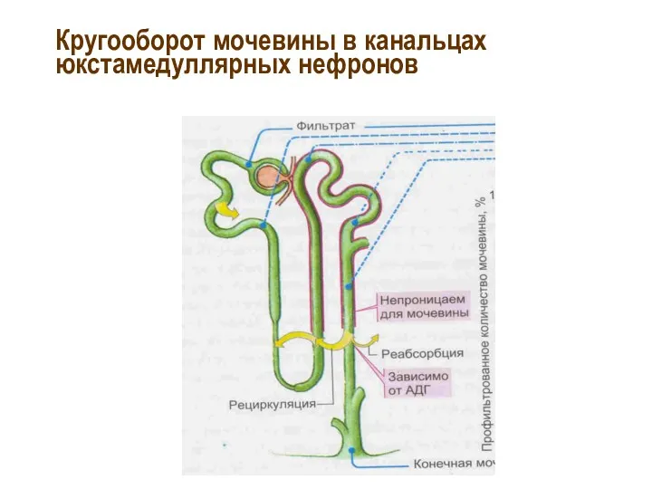 Кругооборот мочевины в канальцах юкстамедуллярных нефронов