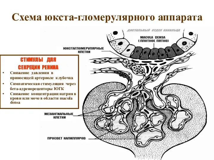 Схема юкста-гломерулярного аппарата СТИМУЛЫ ДЛЯ СЕКРЕЦИИ РЕНИНА Снижение давления в